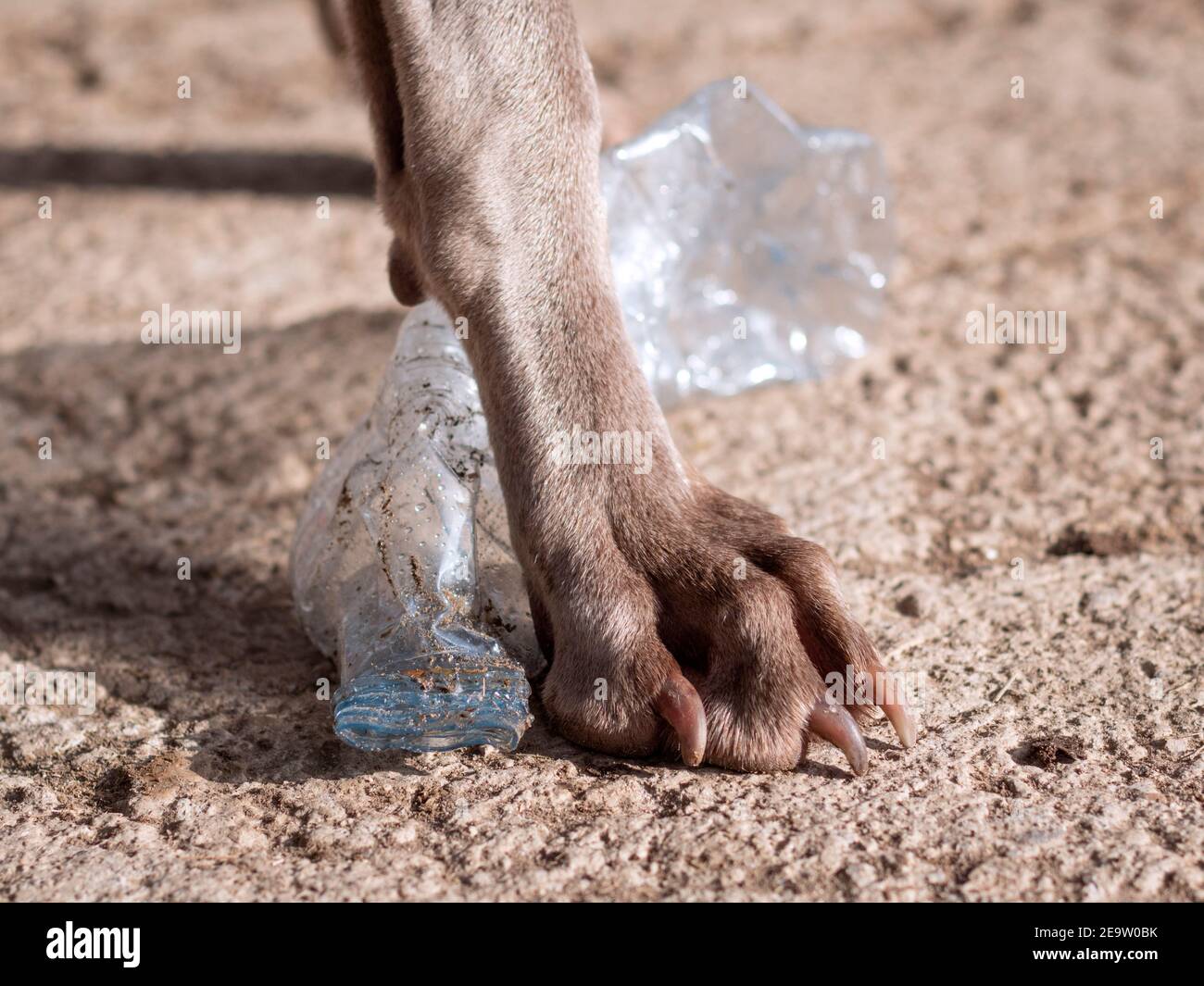 Dettaglio piede del cane Weimaraner e bottiglia di plastica. Foto Stock