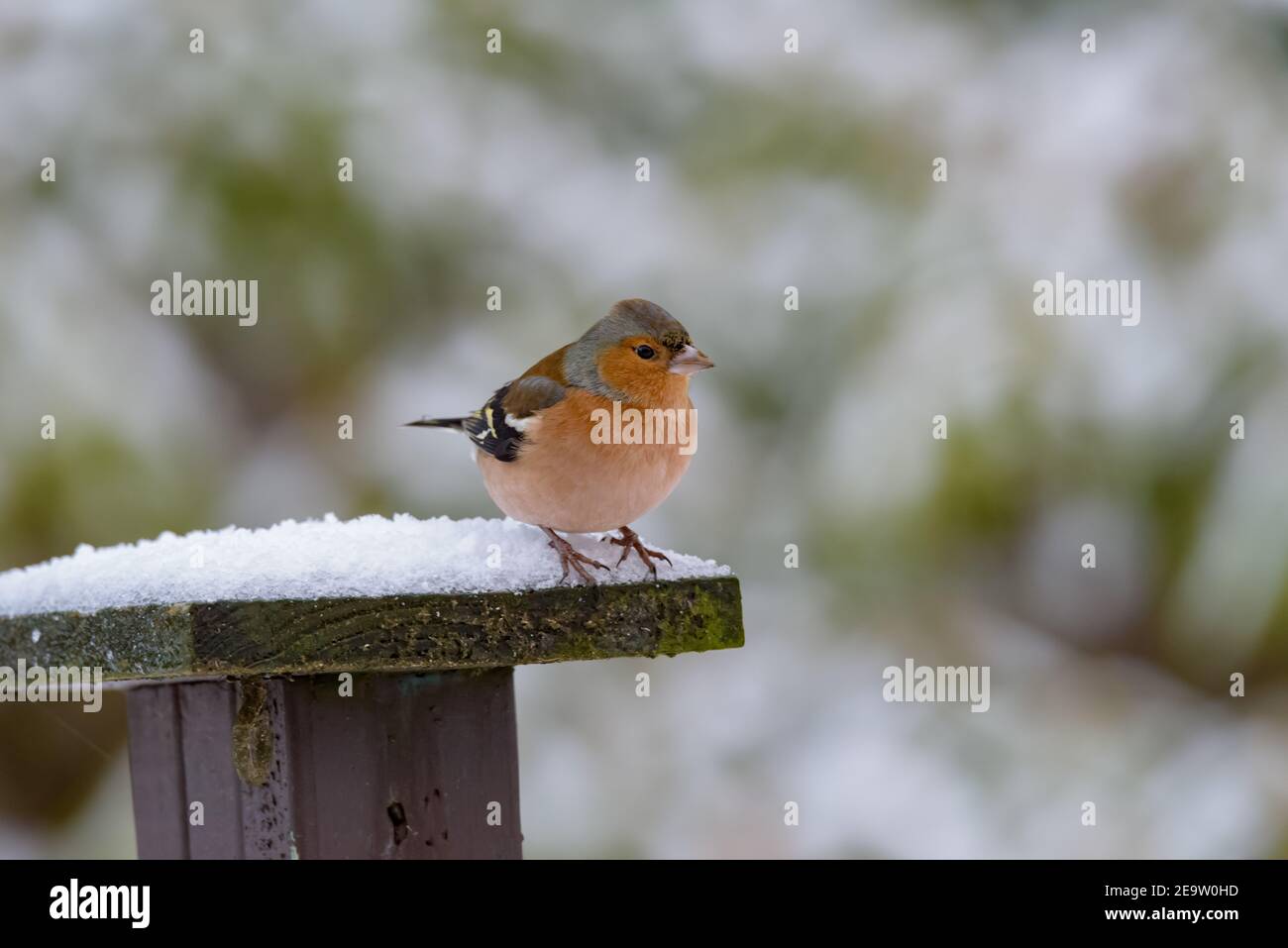 Piccolo chaffinch su un posto coperto di neve Foto Stock