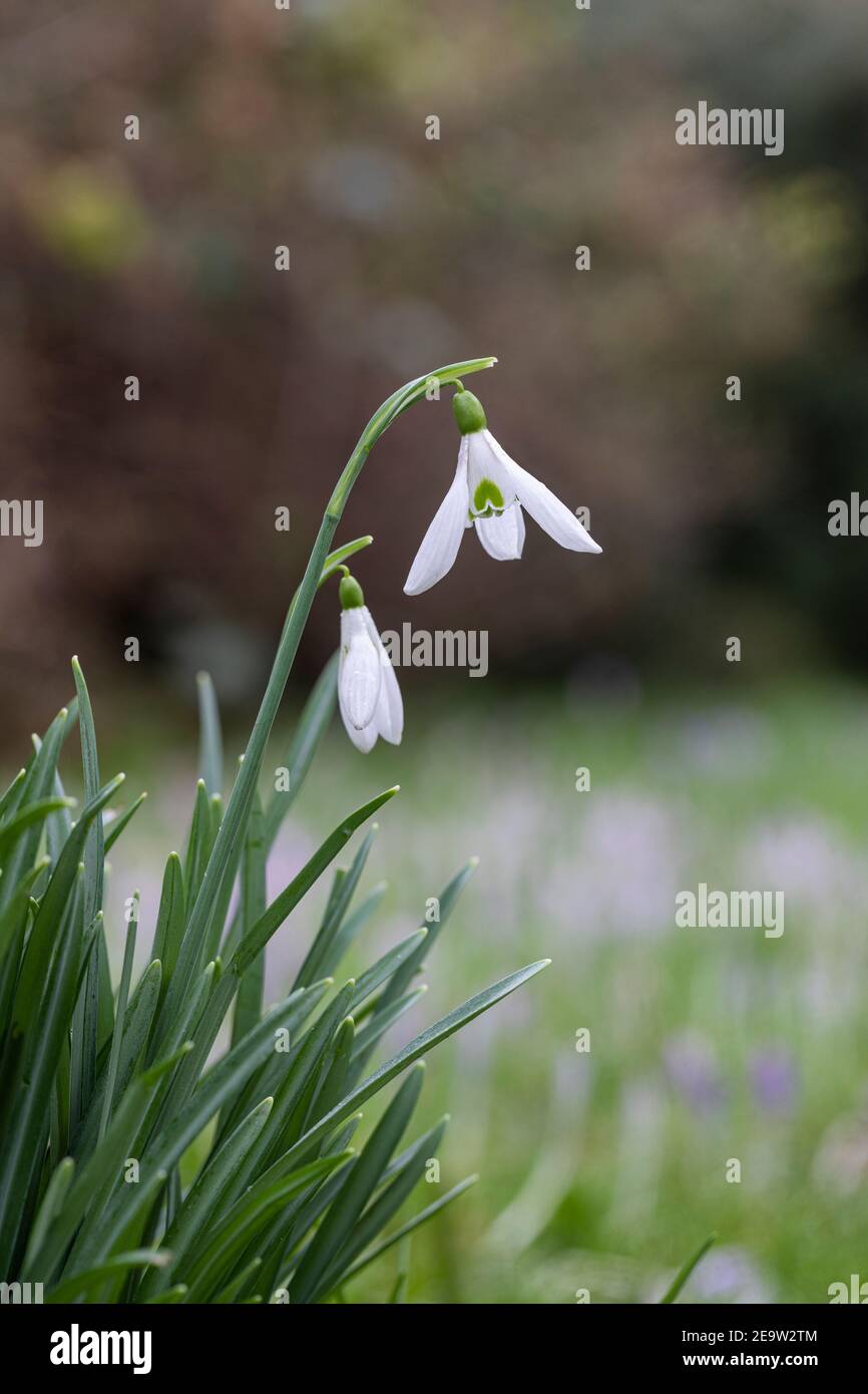 Primo piano di Galanthus. Arnott 'snowdrop fiorire nel mese di febbraio in un giardino inglese primavera Regno Unito Foto Stock