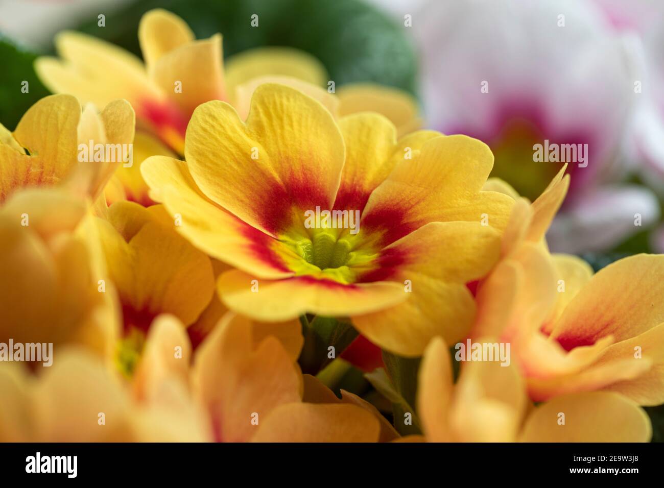 Primo piano della bella Primrose bicolore / Primula vulgaris 'Ringo Star' fioritura in primavera, Regno Unito Foto Stock