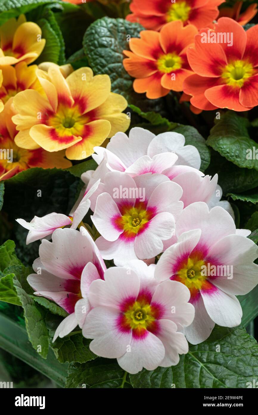 Primo piano di un bel bicolore misto Primrose / Primula vulgaris 'Ringo Star' fioritura in primavera, Regno Unito Foto Stock
