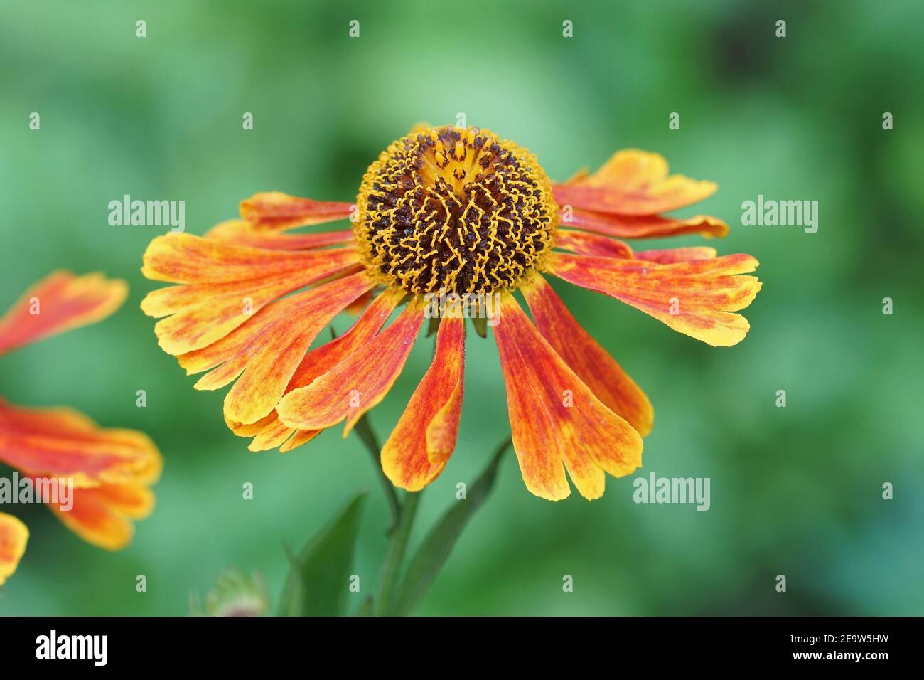 Il rosso arancio morbido sneezeweed comune colorato, Helenium autumnale Foto Stock