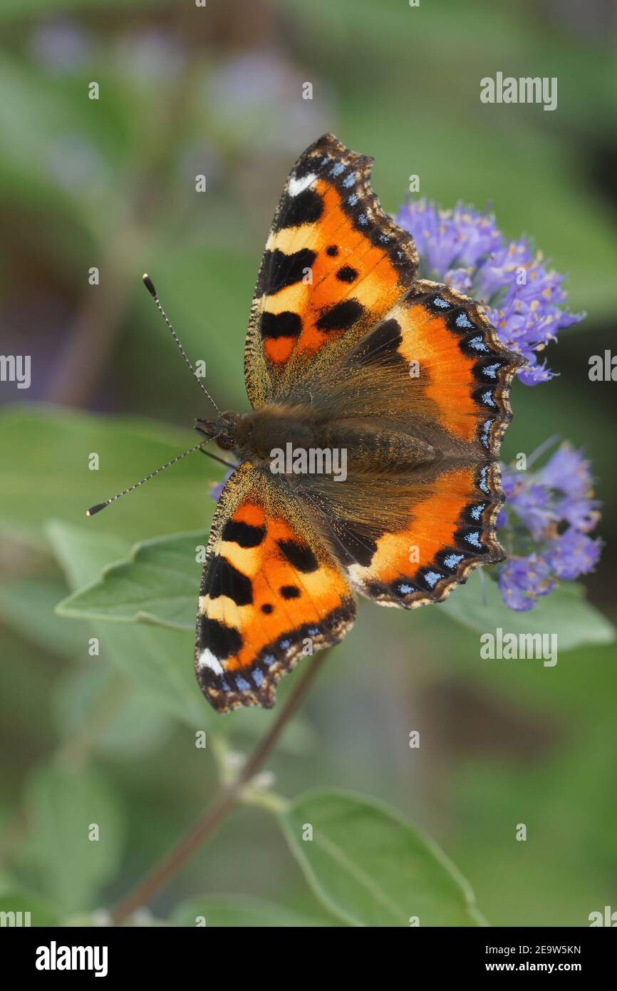 Una piccola tartaruga colorata, Aglais urticae su un fiore viola Foto Stock