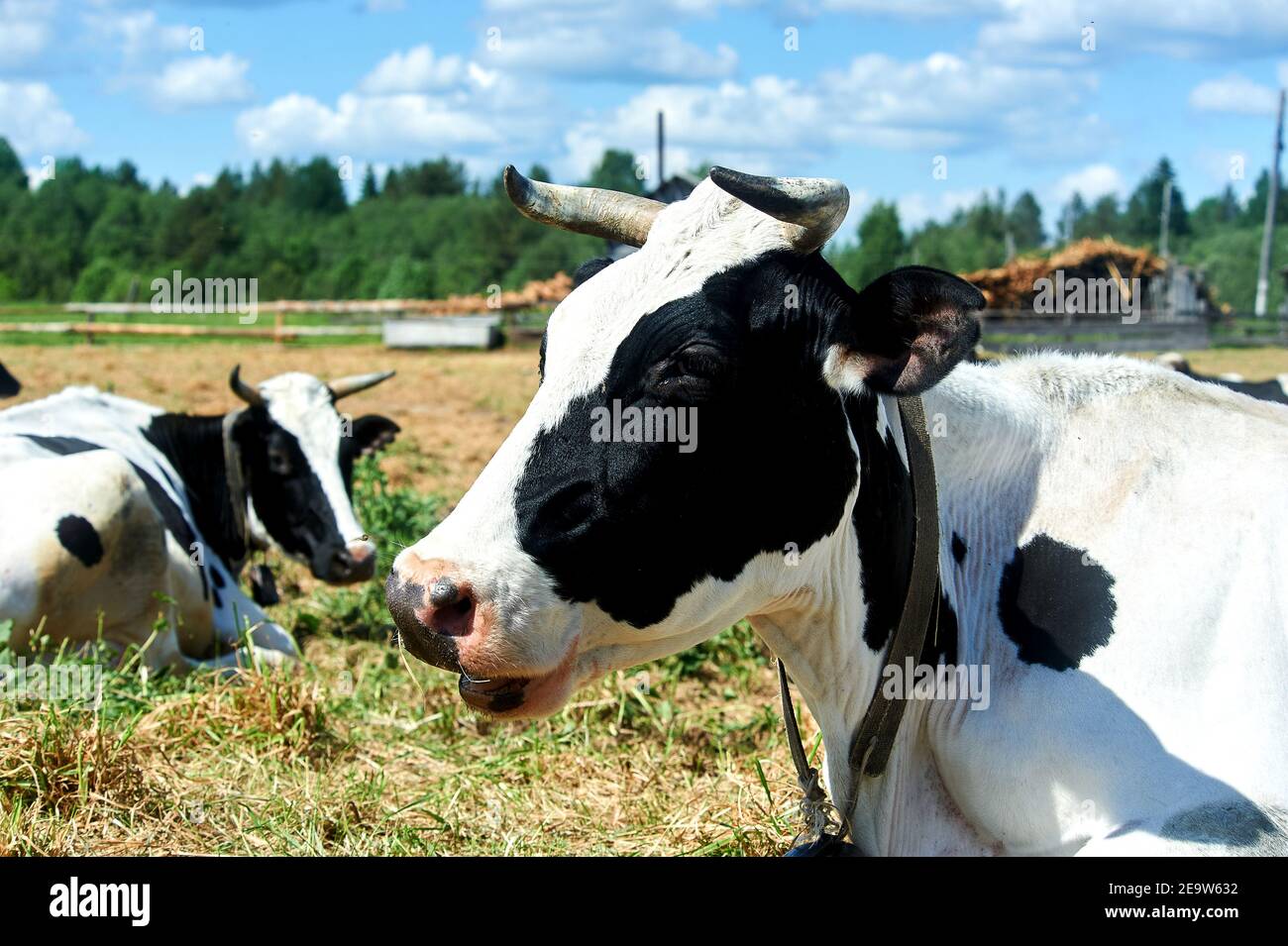 Mucca in un prato in estate primo piano Foto Stock