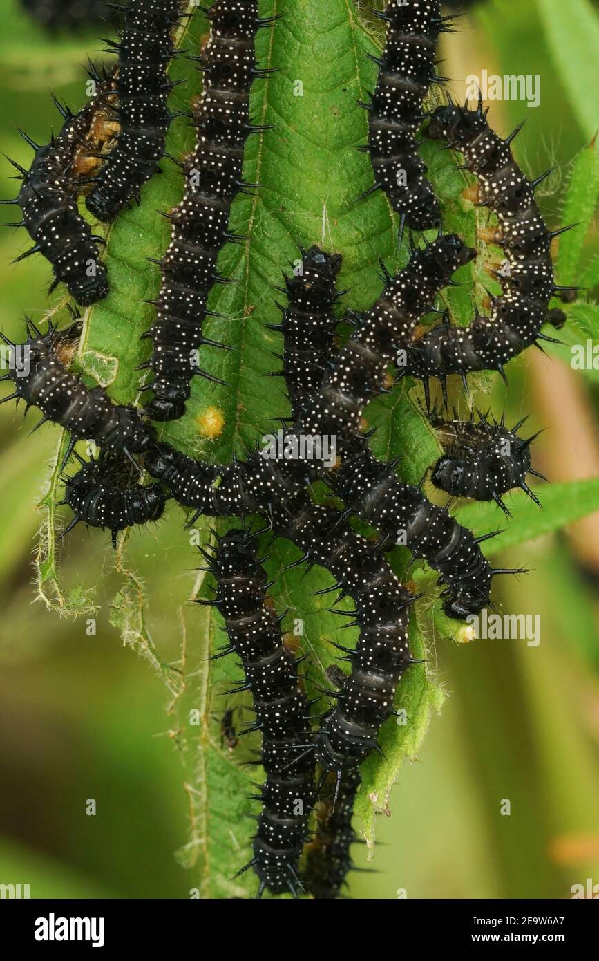 Brucerpillars nero della farfalla di Peacock, Aglais io, su ortica Foto Stock