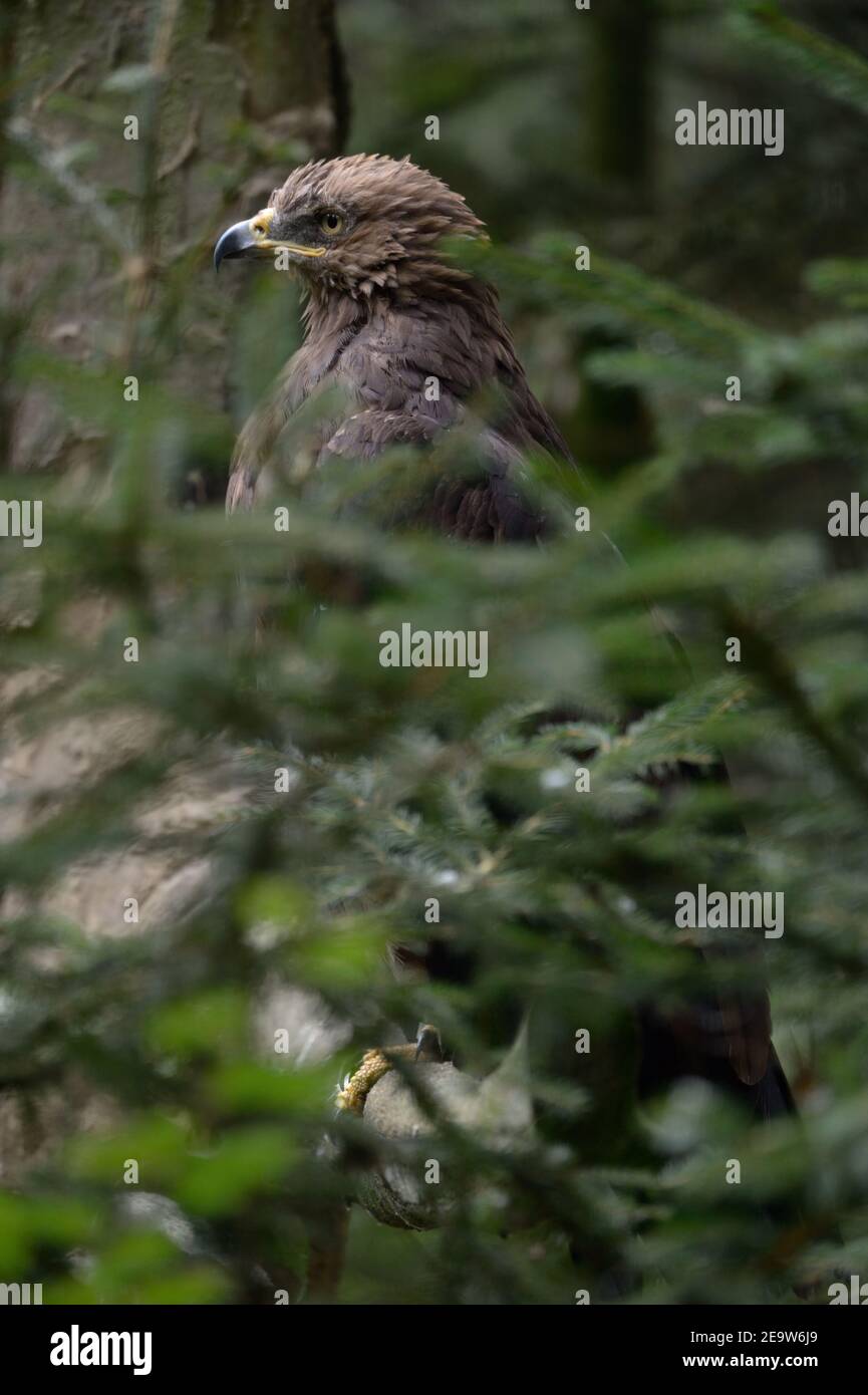 Aquila minore puntata ( Aquila pomarina ) arroccato, seduto, nascosto in un albero, conifere, la più piccola Aquila d'Europa. Foto Stock