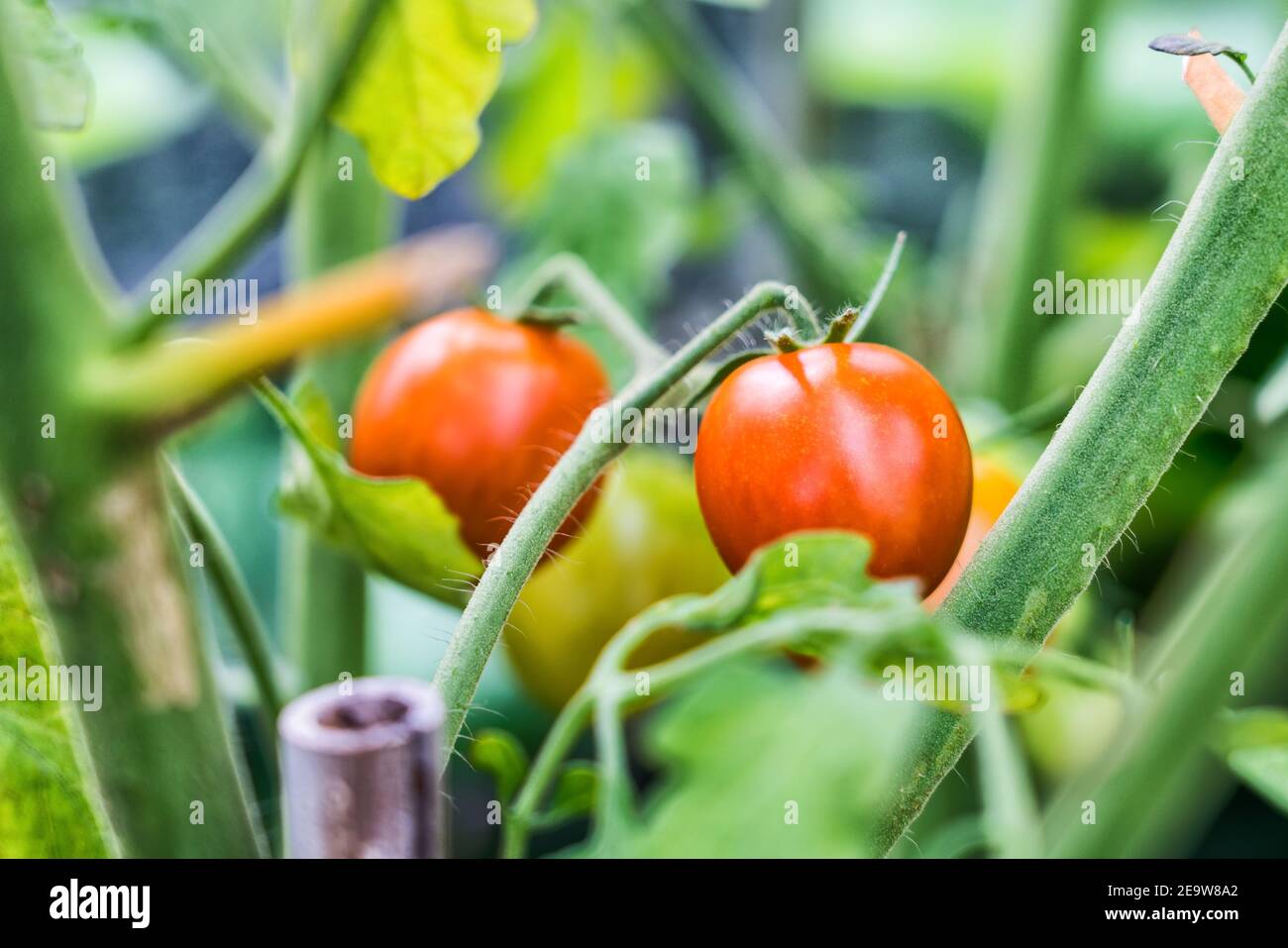 Bello guardando due pomodori rossi dietro rami verde sfocato con molte foglie, estate serra, primo piano foto Foto Stock