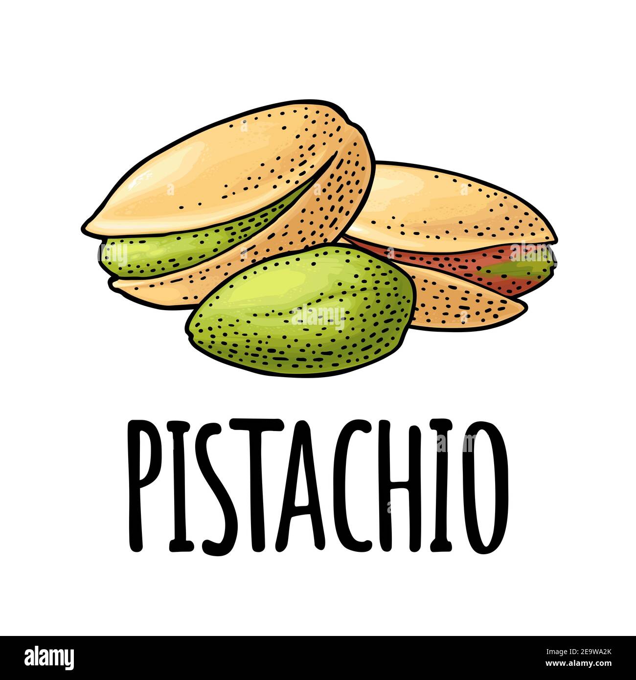 Dado a pistacchio con e senza guscio. Immagine vintage a colori con incisione vettoriale. Isolato su sfondo bianco. Foto Stock