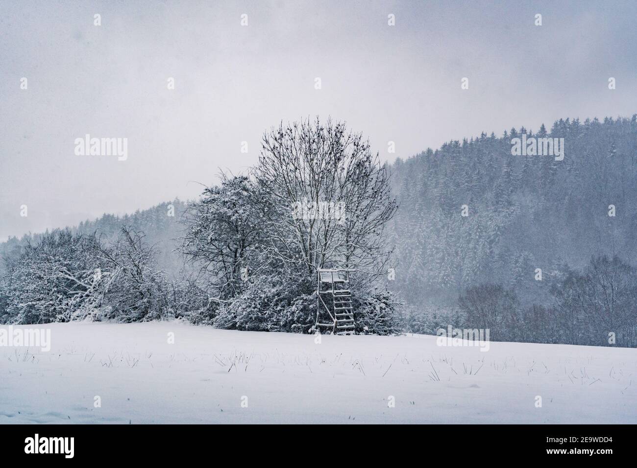 alberi innevati e persico Foto Stock