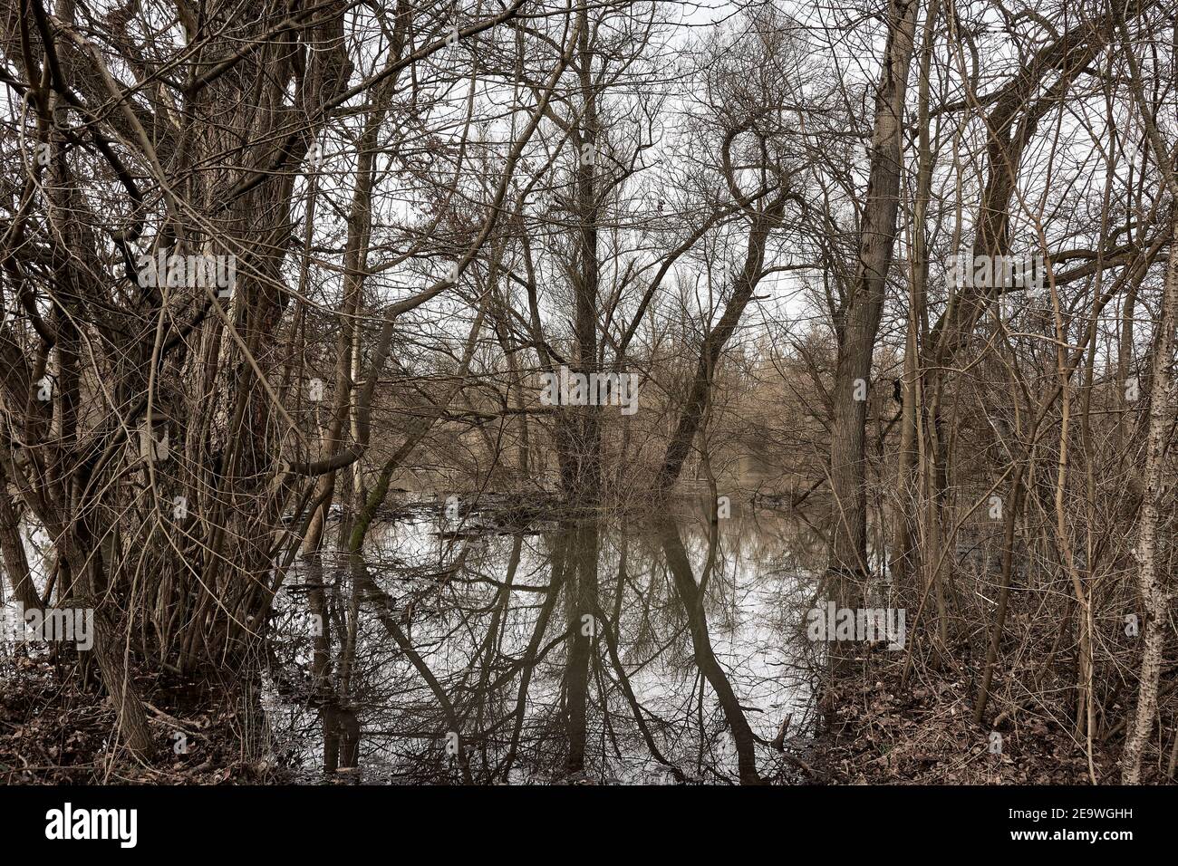 La foresta ripariale alluvionale è allagata dal traboccante del fiume Altrhein a Plittersdorf, Germania Foto Stock