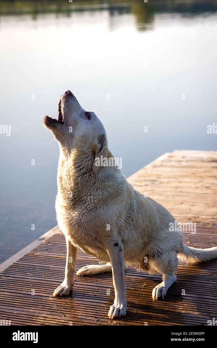 Cane da abbaio. Labrador Retriever seduto sul molo vicino al lago. Comportamento degli animali Foto Stock