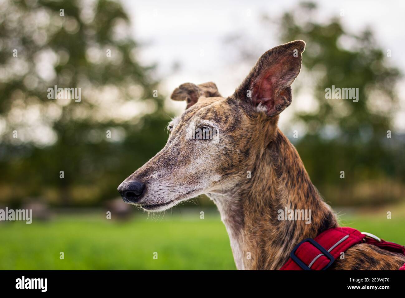 Grayhoung cane guardando via. Ritratto della vecchia Galgo spagnola all'aperto Foto Stock