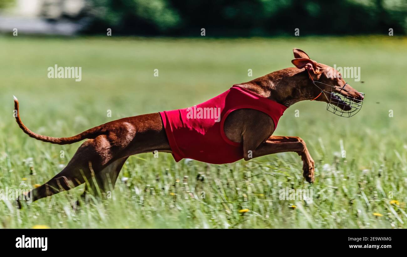 Cirneco dell'Etna cane in rosso breve corsa nel campo su lure coursing concorrenza Foto Stock
