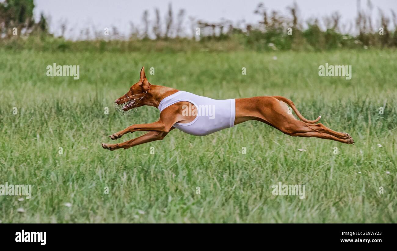 Cirneco dell'Etna cane in bianco breve corsa nel campo su lure coursing concorrenza Foto Stock