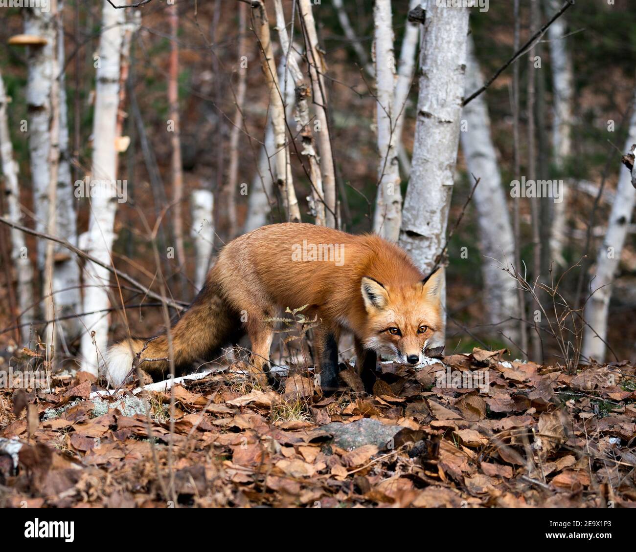 Red Fox guardando la macchina fotografica con sfondo foresta di alberi di betulla nel suo ambiente e habitat, mostrando coda di volpe, pelliccia di volpe. Immagine FOX. Immagine. Verticale Foto Stock