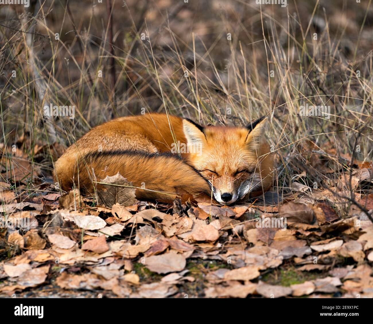 Red Fox nella foresta che riposa sulle foglie marroni d'autunno nel suo ambiente e habitat, mostrando coda di volpe, pelliccia di volpe. Immagine FOX. Immagine. Verticale. FOX, S. Foto Stock