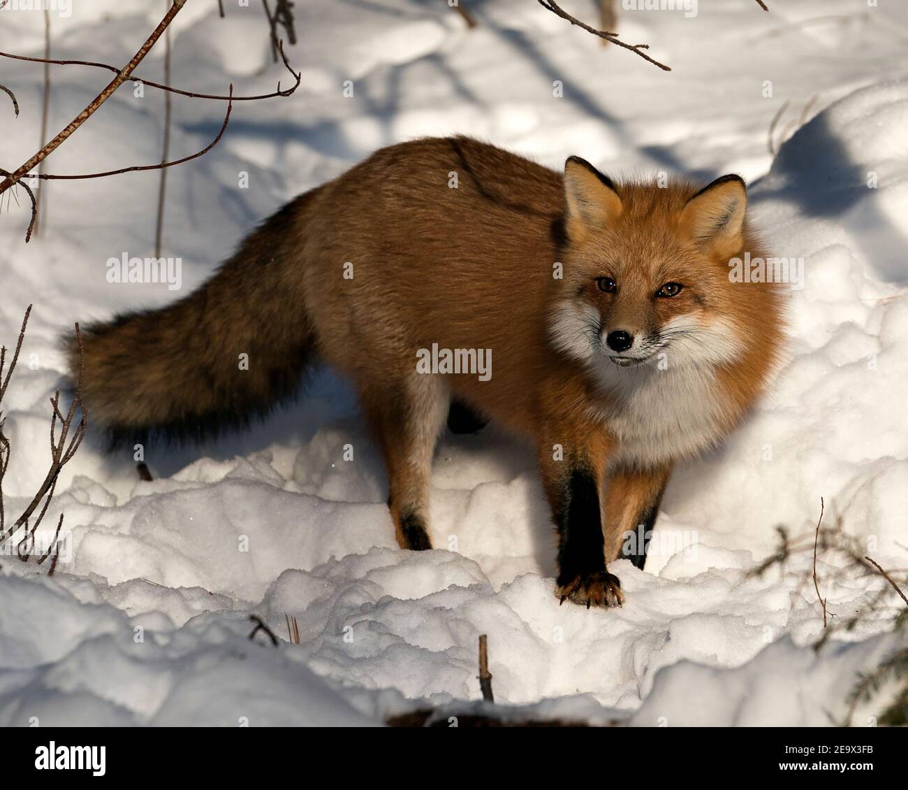 Volpe rossa guardando la macchina fotografica nella stagione invernale nel suo ambiente e habitat con fondo di neve che mostra la coda di volpe, pelliccia. Immagine FOX. Foto Stock