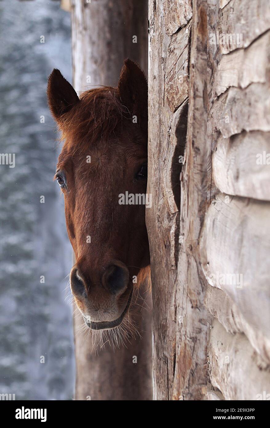 pony di castagno nascosto nel fienile, ritratto di cavallo curioso che guarda fuori dalla stalla Foto Stock