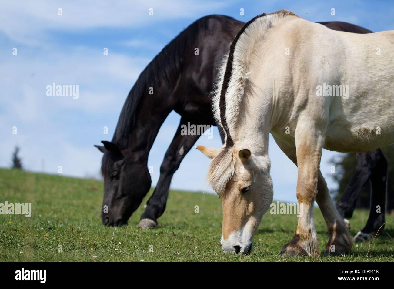 due cavalli che pascolano sul prato fianco a fianco, vista ad angolo basso con cielo blu sullo sfondo Foto Stock