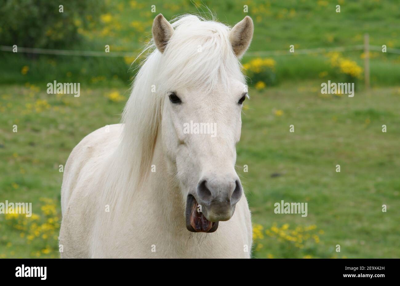 stanco pony palomino sbadigliato, cavallo carino su prato con bocca aperta Foto Stock