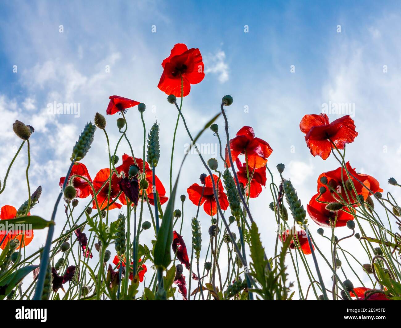 Campo di papaveri rossi in estate, il papavero è una pianta fiorente della sottofamiglia Papaveroideae della famiglia Papaveraceae. Foto Stock
