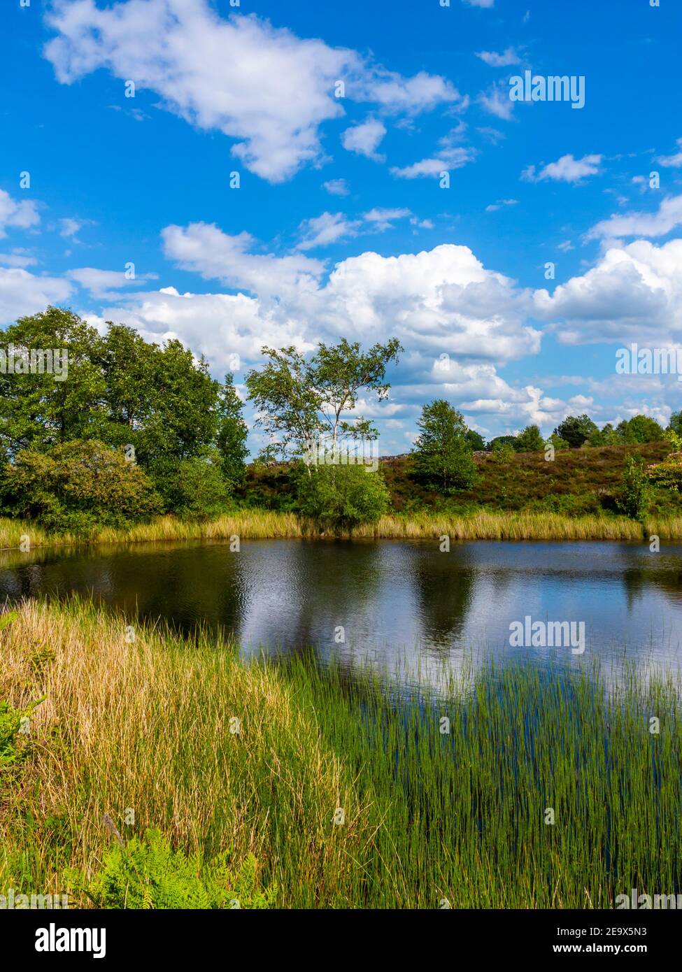 Riflessioni in piscine vicino alla diga di Stone Edge An Vecchio sito di fusione di piombo a Spitewinter vicino a Chesterfield nel Derbyshire Peak District Inghilterra Regno Unito Foto Stock