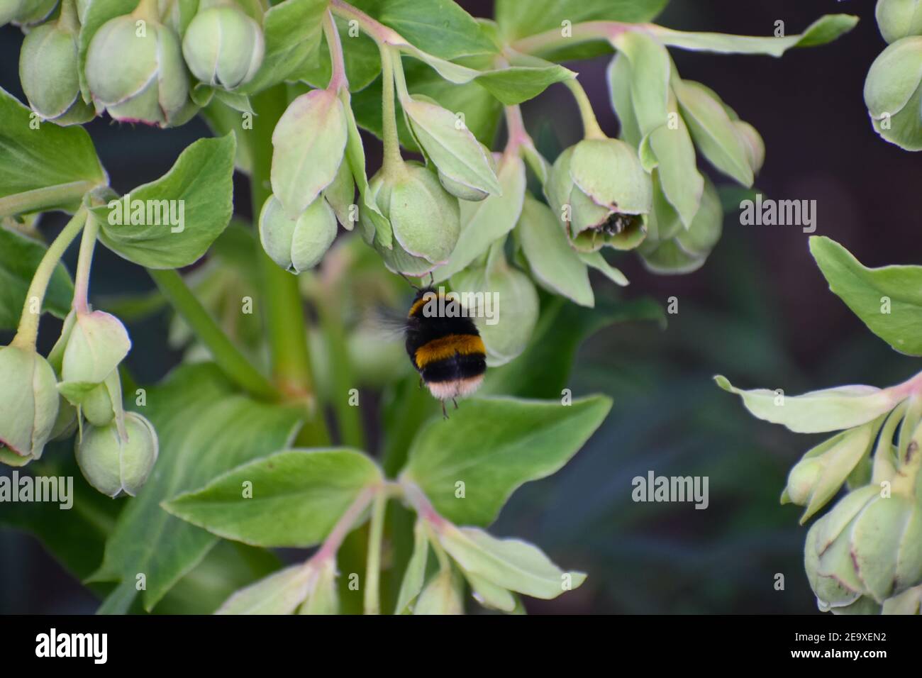 Il bumblebee dalla coda bianca ha un collare giallo limone sul fronte del torace e un'altra banda luminosa al centro dell'addome Il maschio è ampiamente ingiallito Foto Stock