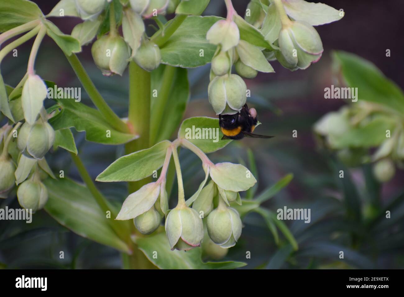 Nero e giallo bumblebee è pollinator più efficiente di honeybees Forages per polline e trasferisce più al fiore istilli ad ogni visita Foto Stock
