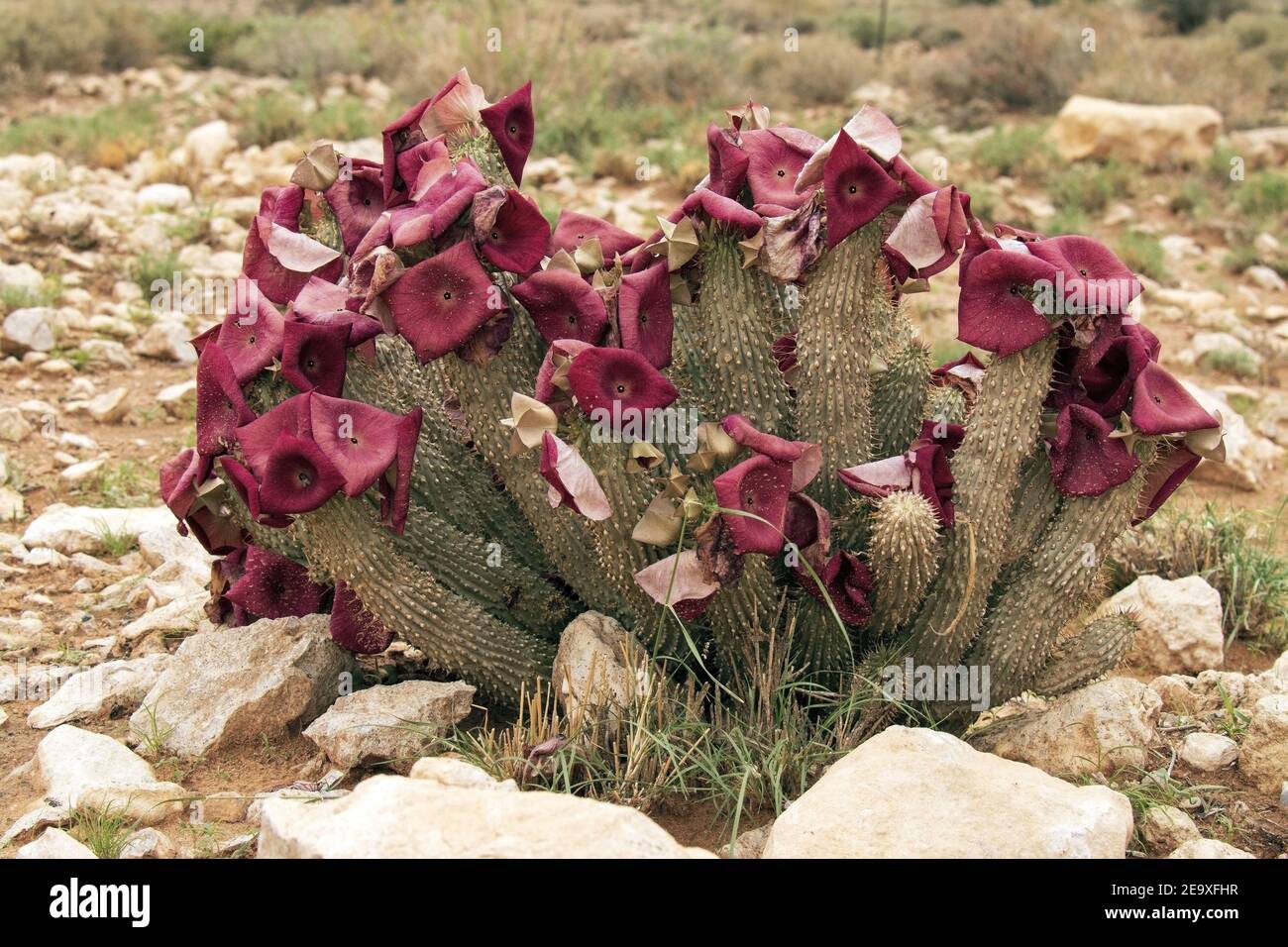 La pianta fiorente di hoodia in Namibia Foto Stock