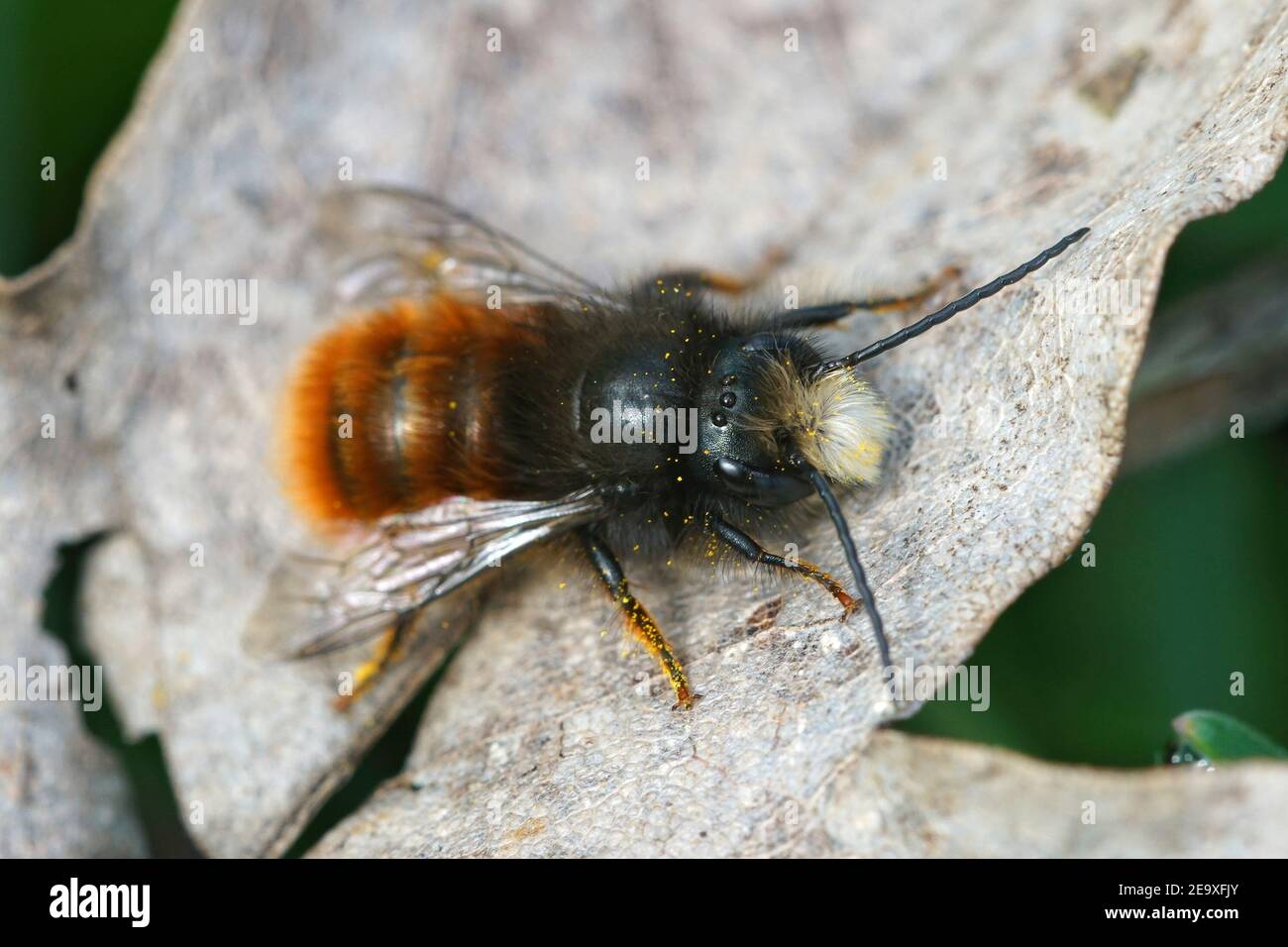Primo piano di un'ape maschile di muratore rosso, Osmia cornuta su una foglia morta Foto Stock