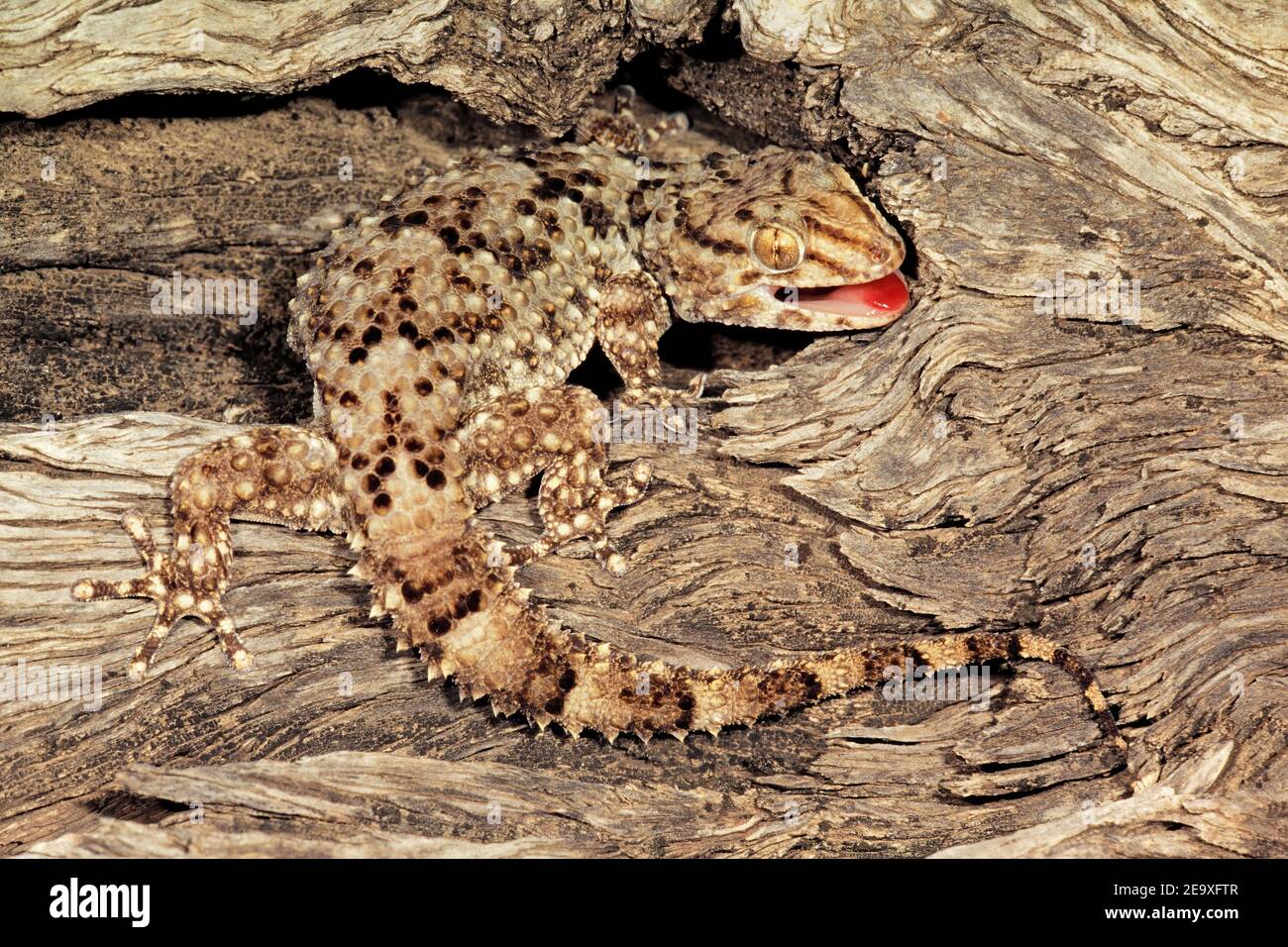 Un bibron gecko (Pachydactylus bibronii) mimetato sulla corteccia degli alberi, Sudafrica Foto Stock
