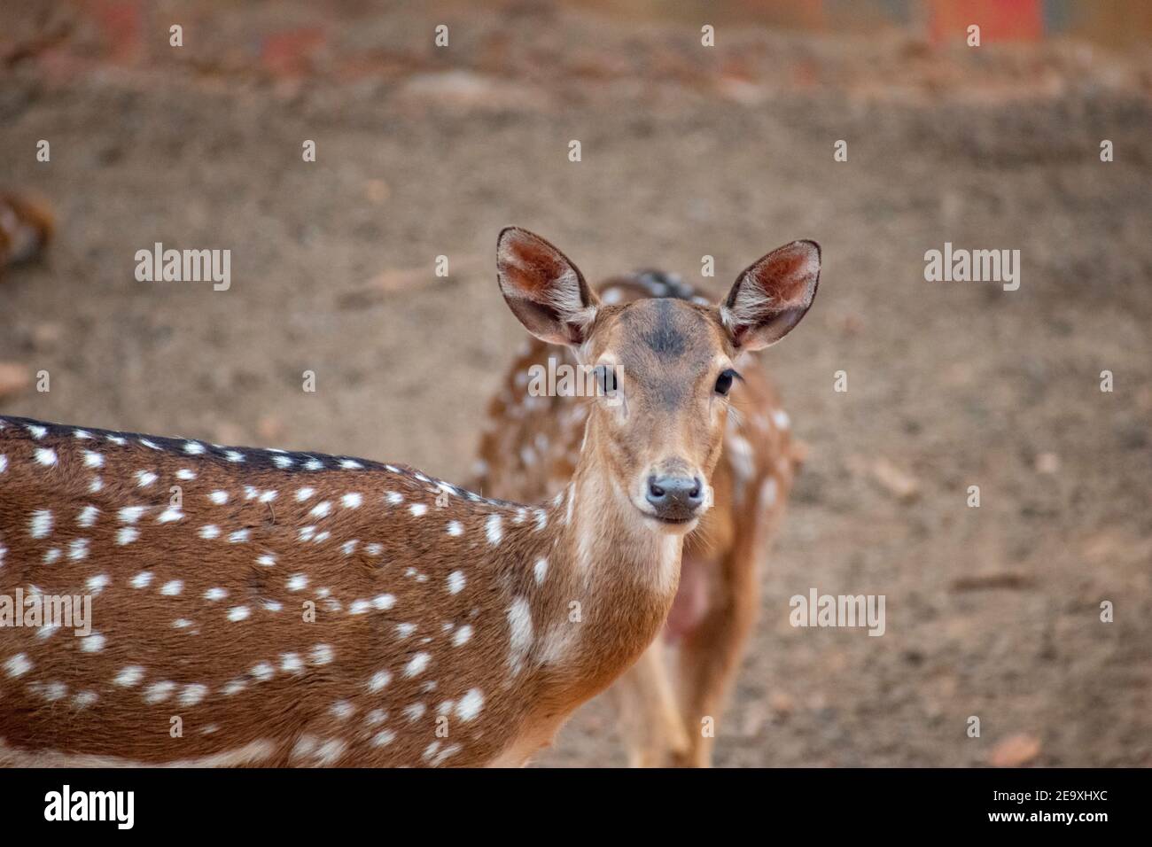 Il chital (asse asse), noto anche come cervo macchiato, cervo e cervo dell'asse Foto Stock