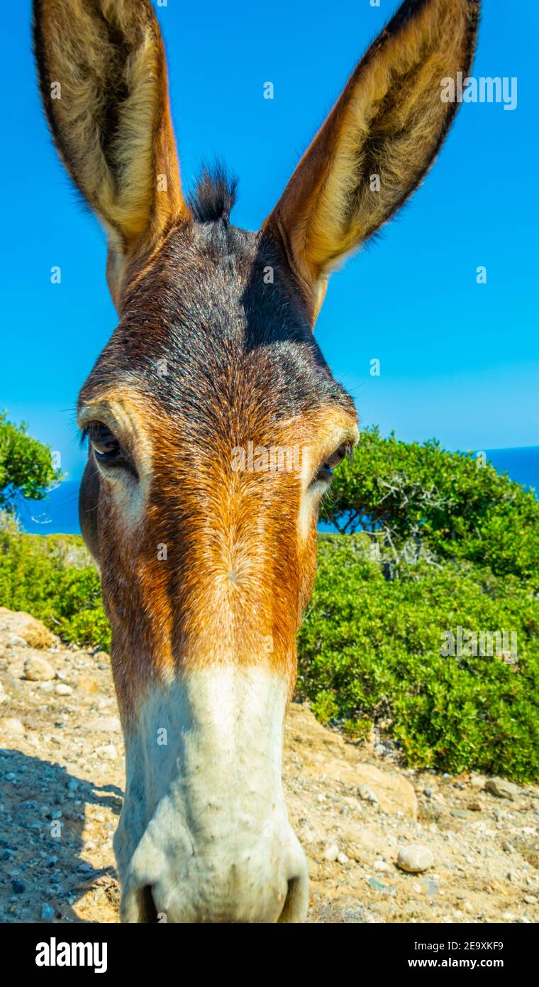 Gli asini selvatici aspettano all'ingresso del parco nazionale di Karpaz per i turisti che danno loro qualcosa da mangiare, Cipro Foto Stock