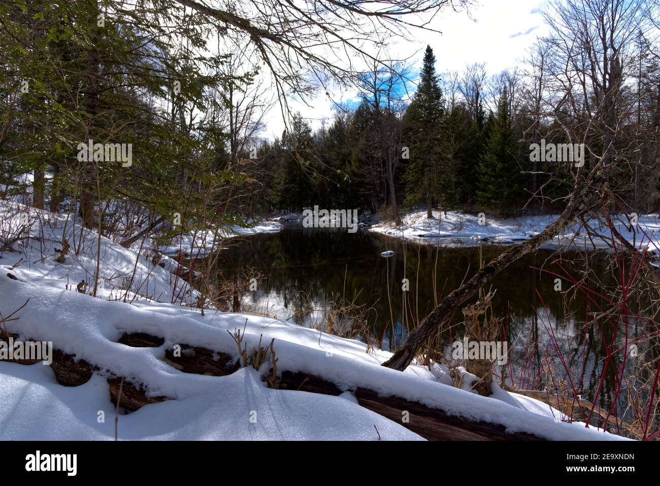 Scena invernale di neve lungo un fiume tranquillo nel Maine e alberi caduti e pini fiancheggiano i bordi del flusso curvante. Neve bianca, pini verdi, tronchi marroni, Foto Stock