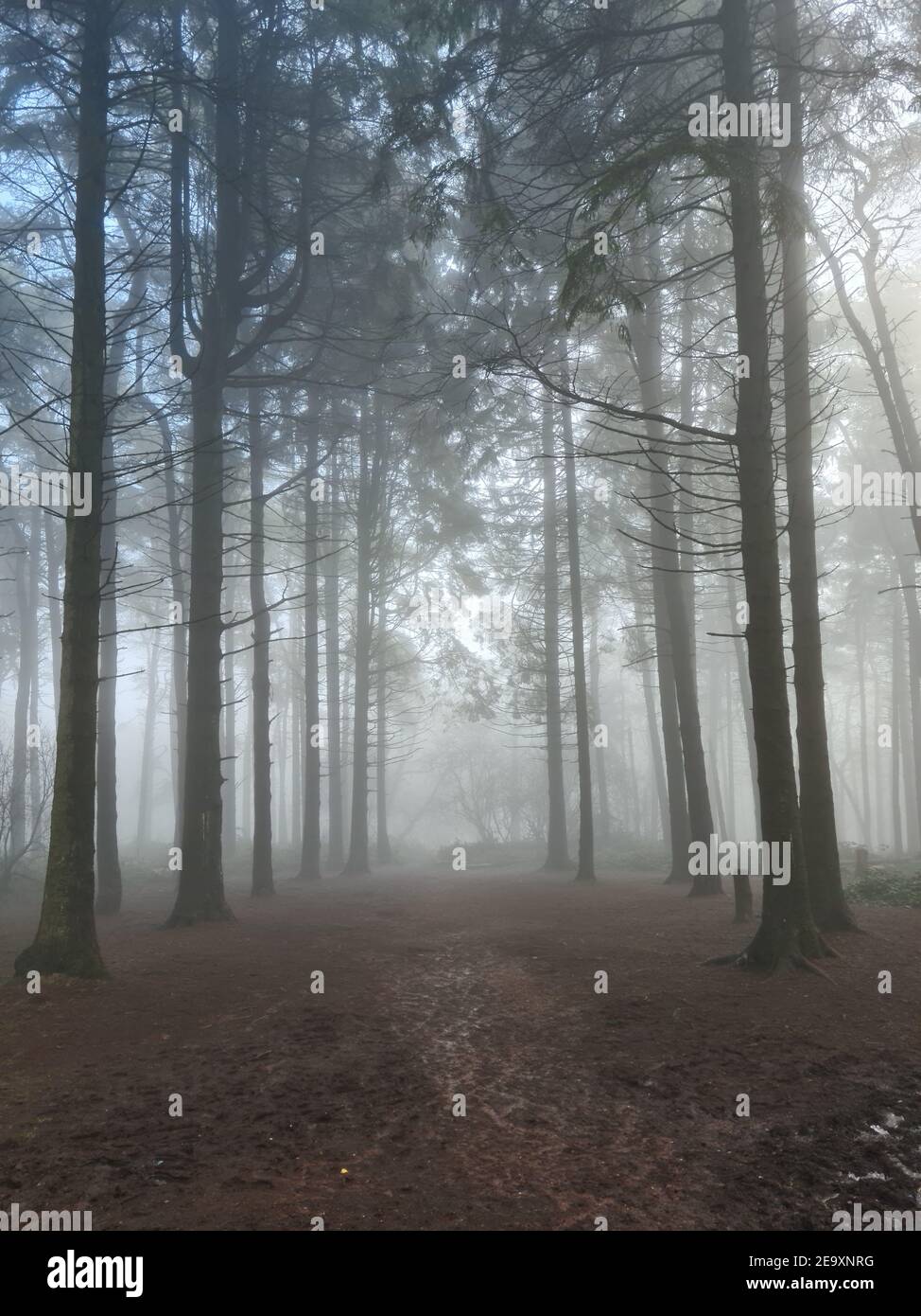 Beacon Hill, Lickey Hills Country Park, Worcestershire, Inghilterra, Regno Unito Foto Stock