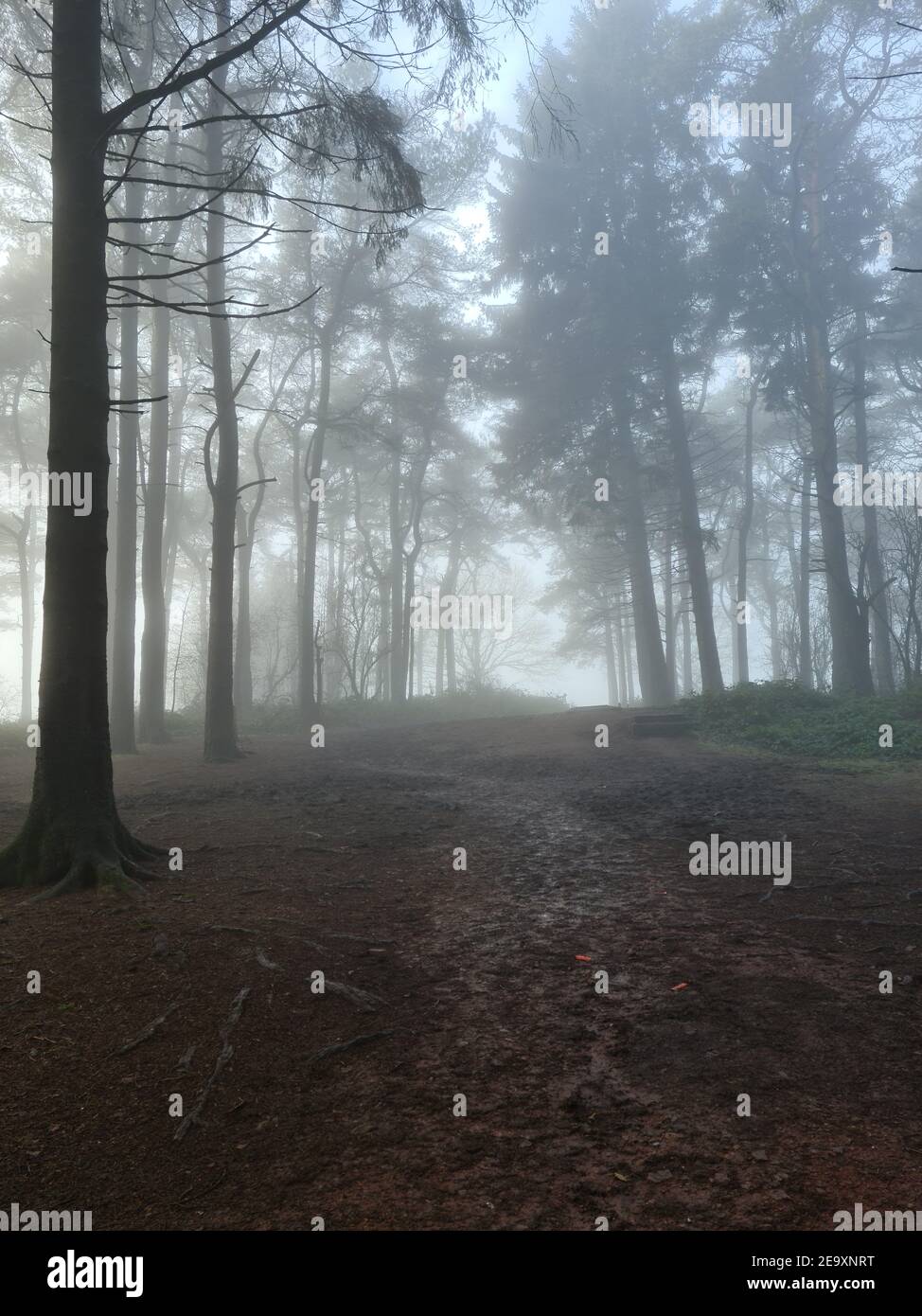 Beacon Hill, Lickey Hills Country Park, Worcestershire, Inghilterra, Regno Unito Foto Stock