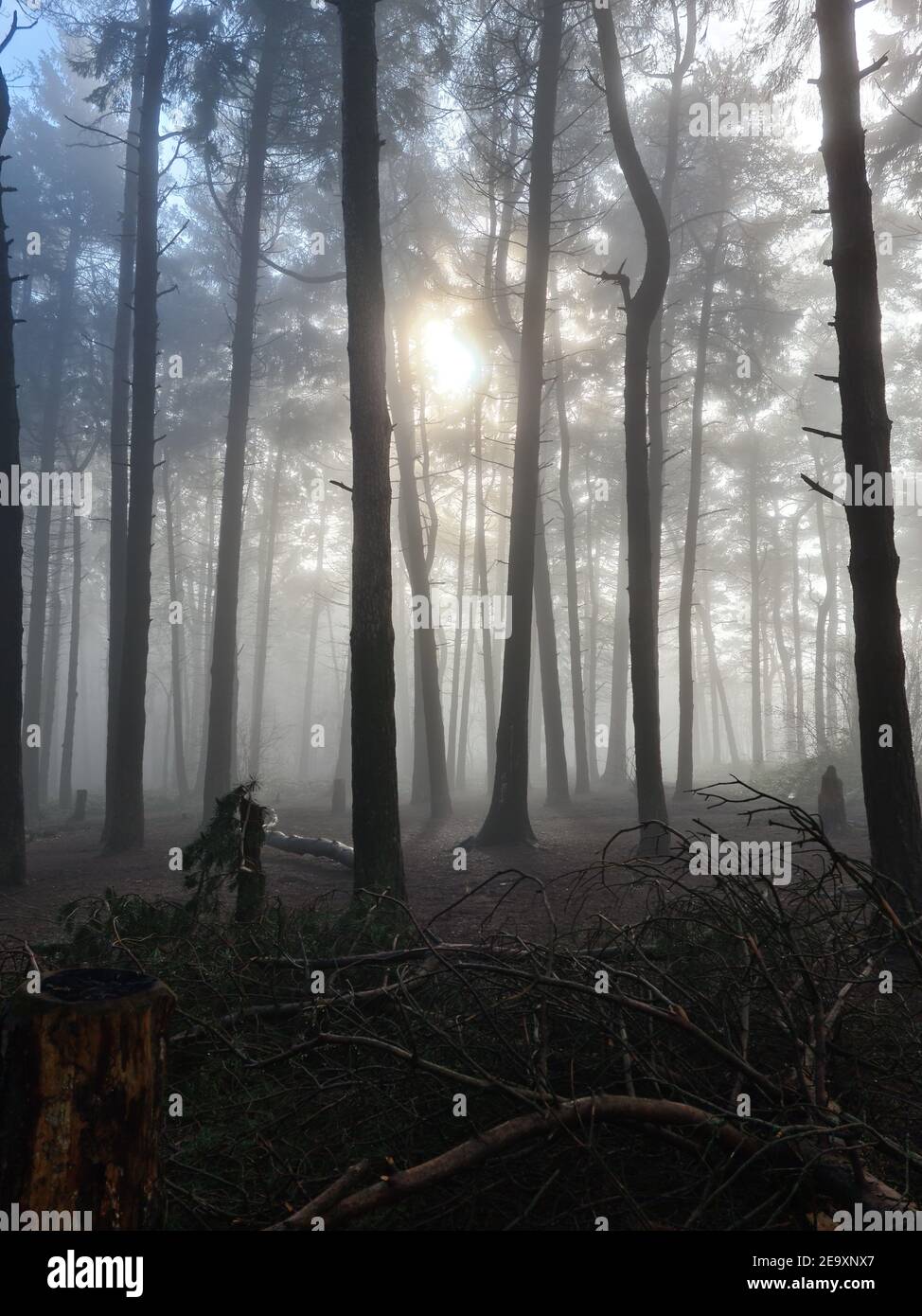 Beacon Hill, Lickey Hills Country Park, Worcestershire, Inghilterra, Regno Unito Foto Stock