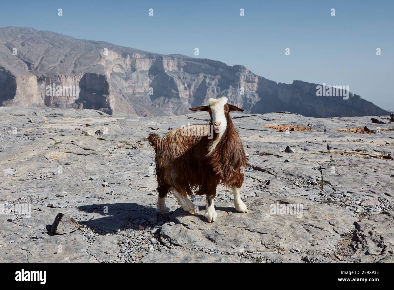 Capra curiosa che guarda la macchina fotografica contro il canyon di montagna. Jebel Shams in Oman Foto Stock