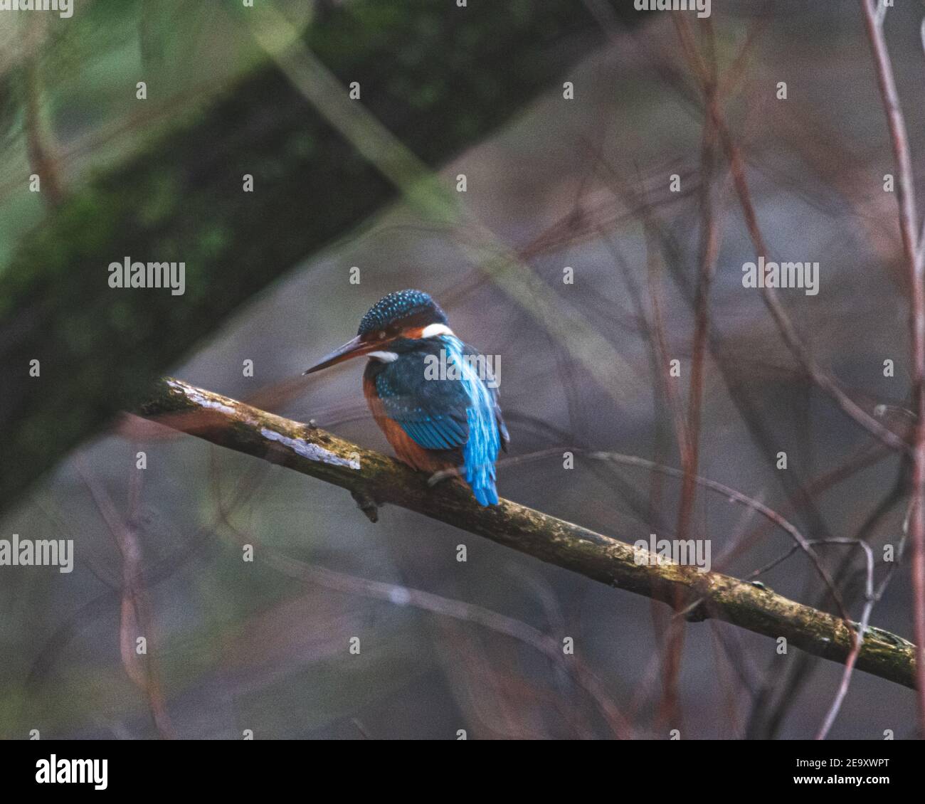 Kingfisher su una piccola filiale in inverno Foto Stock
