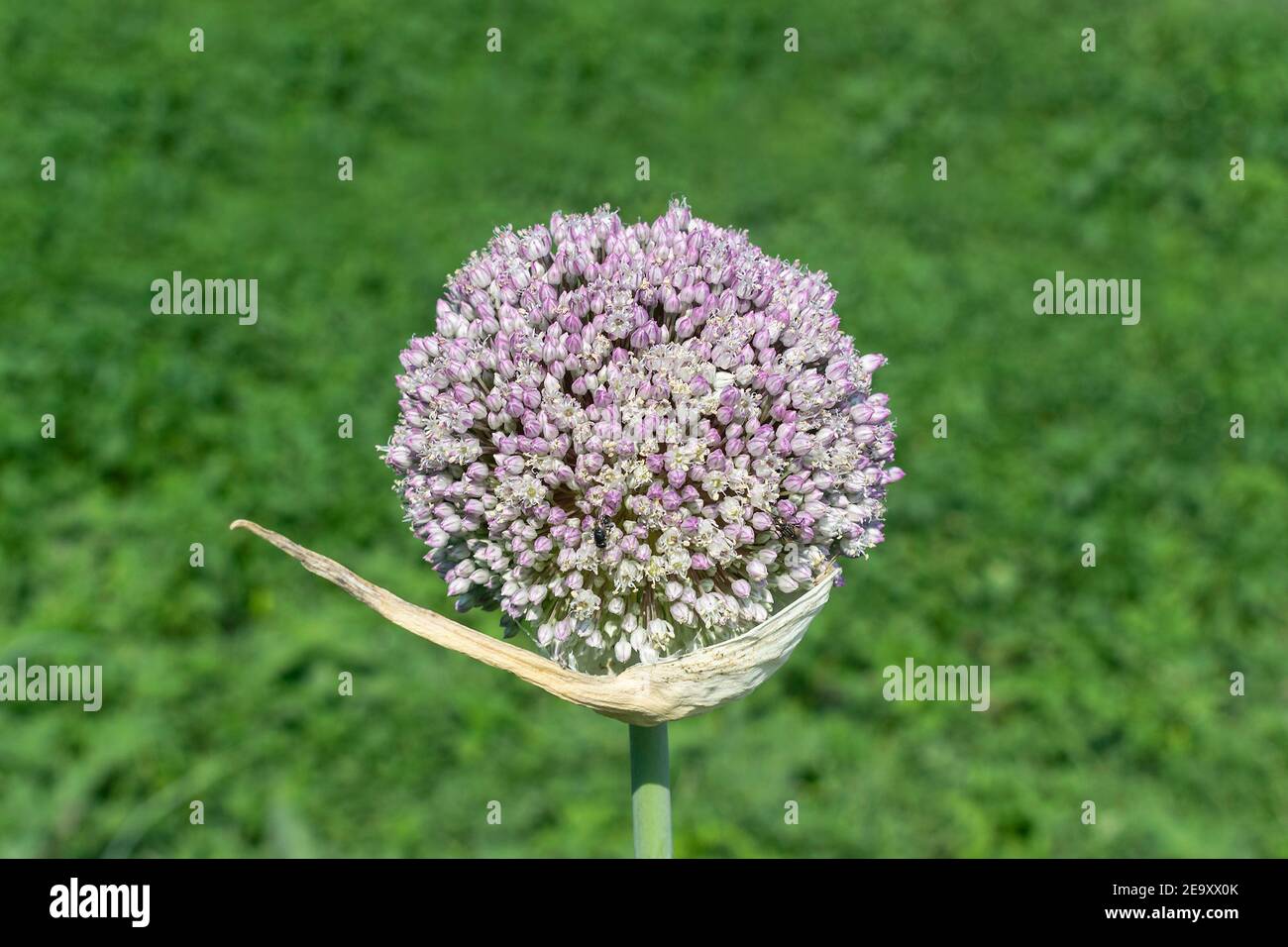 Primo piano delle piante di cipolla germogliante nel giorno estivo Foto Stock