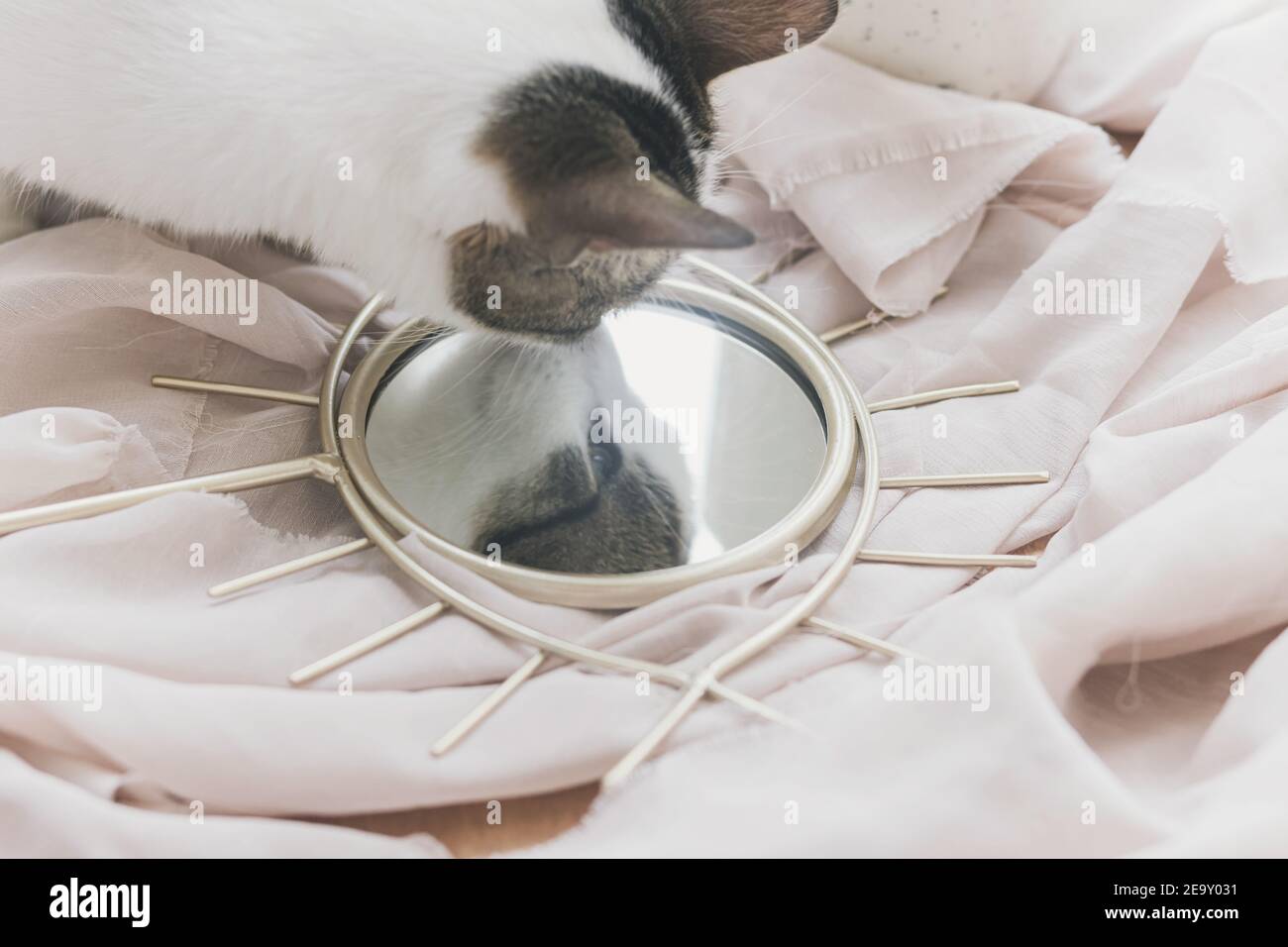 Bel gattino che guarda nello specchio sullo sfondo di tessuto morbido. Delicato image.Cute animale domestico che gioca a casa. Occhio forma boho specchio con gatto riflessione. Di Foto Stock