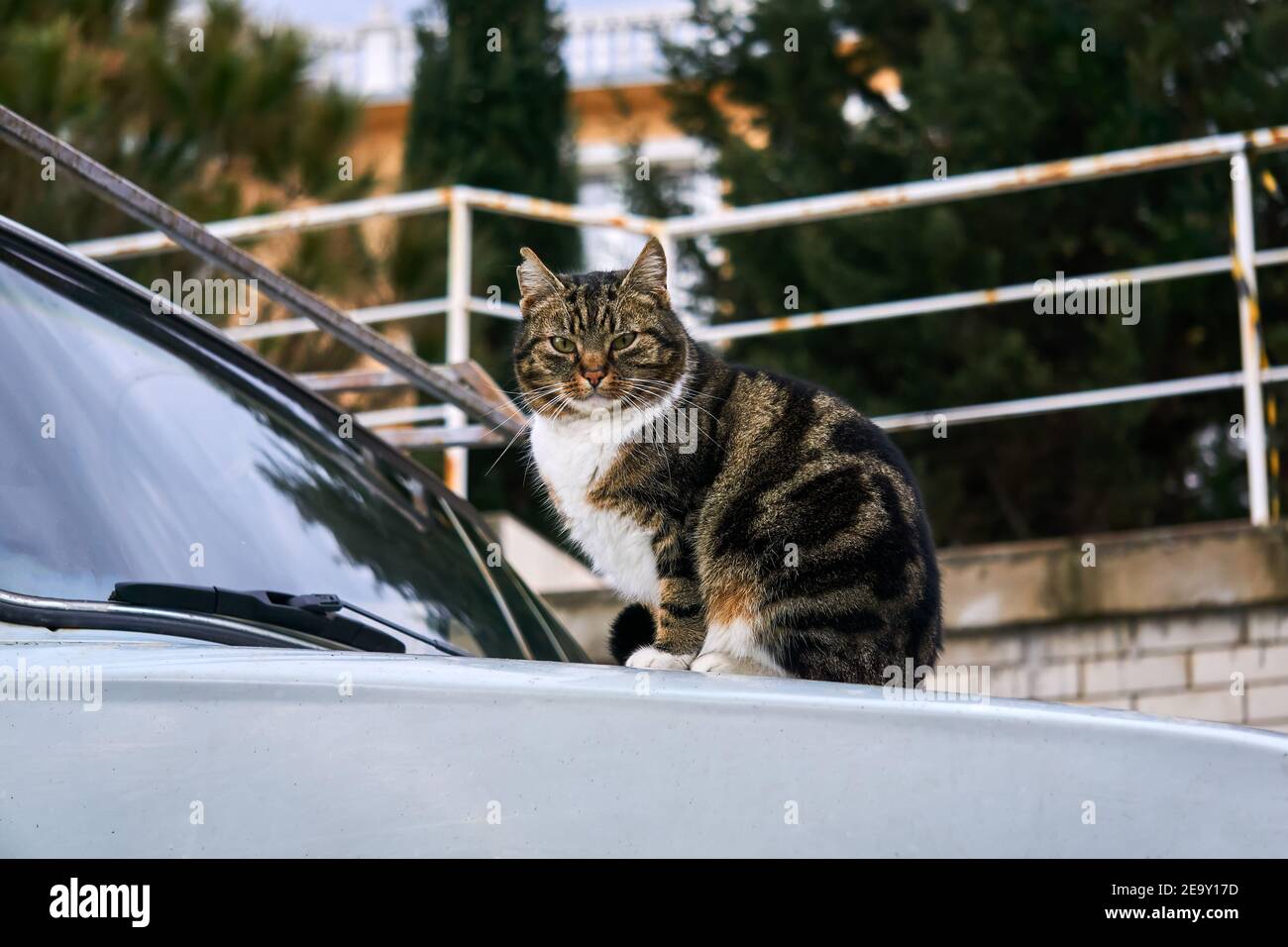 gatto di strada della città seduto sul cofano di un vecchio auto Foto Stock