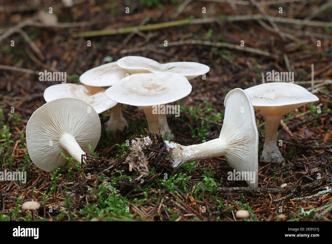 Clitocybe odora, conosciuta come lo stool di anice o cappuccio di imbuto di anice, funghi selvatici dalla Finlandia Foto Stock