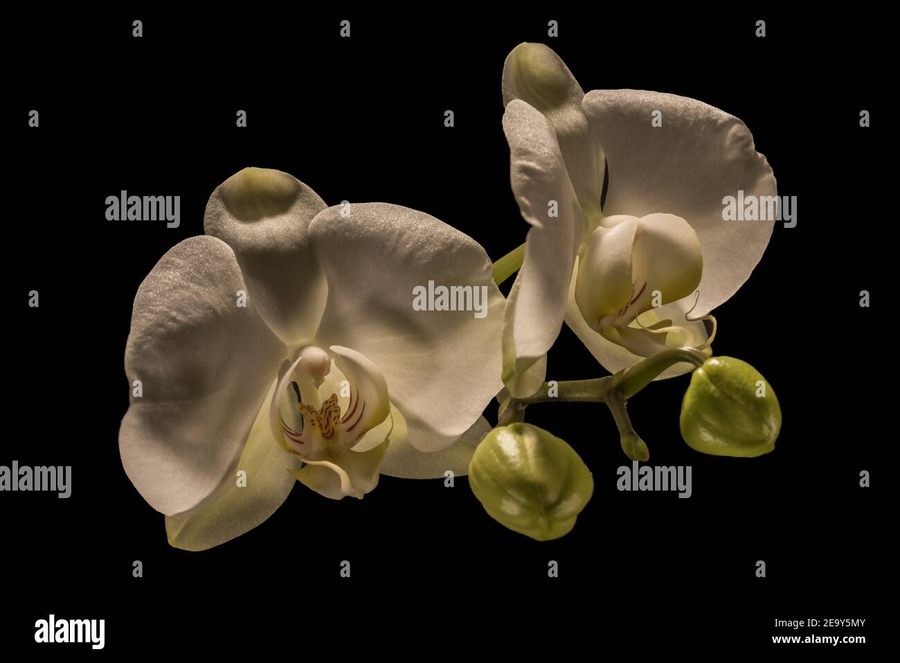 Primo piano di infiorescenza dell'orchidea di Phalaenopsis su sfondo nero, Genova, Italia Foto Stock