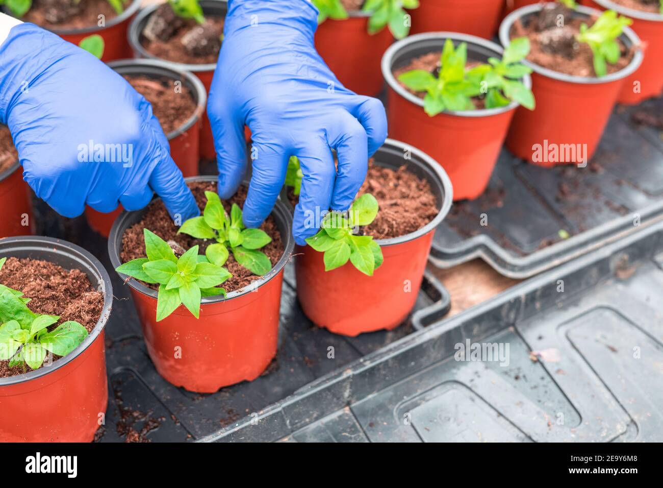 Donna giardiniere repiantando piante di petunia in pentole di pianta Foto Stock
