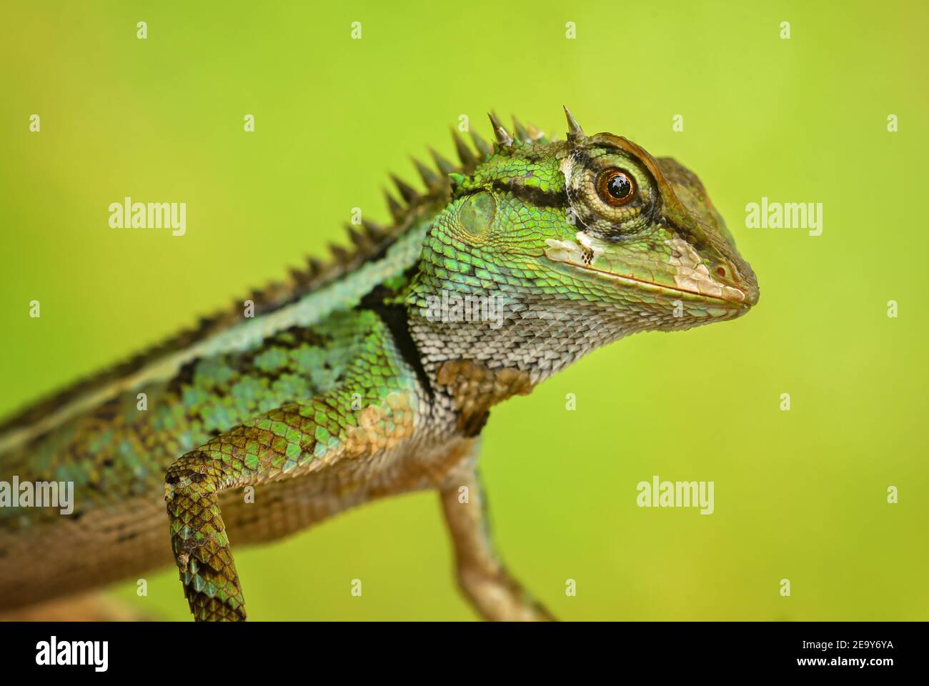 Emma Grey's Forest Lizard - Calotes emma, bella lucertola colorata dalle foreste del sud-est asiatico, Thailandia. Foto Stock