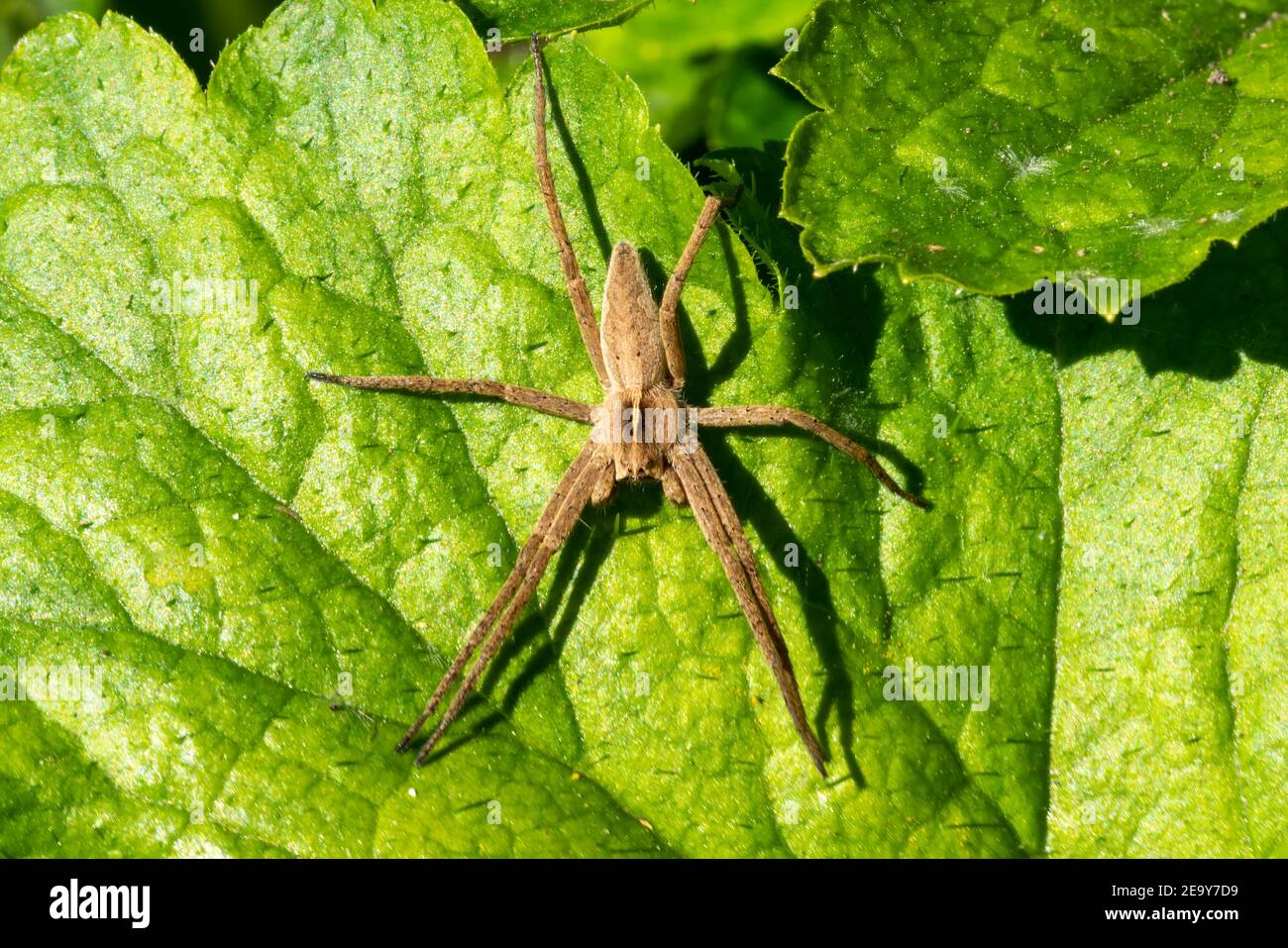 Nido web ragno (Pisaurina mira) un giardino comune e prato insetto stock foto Foto Stock