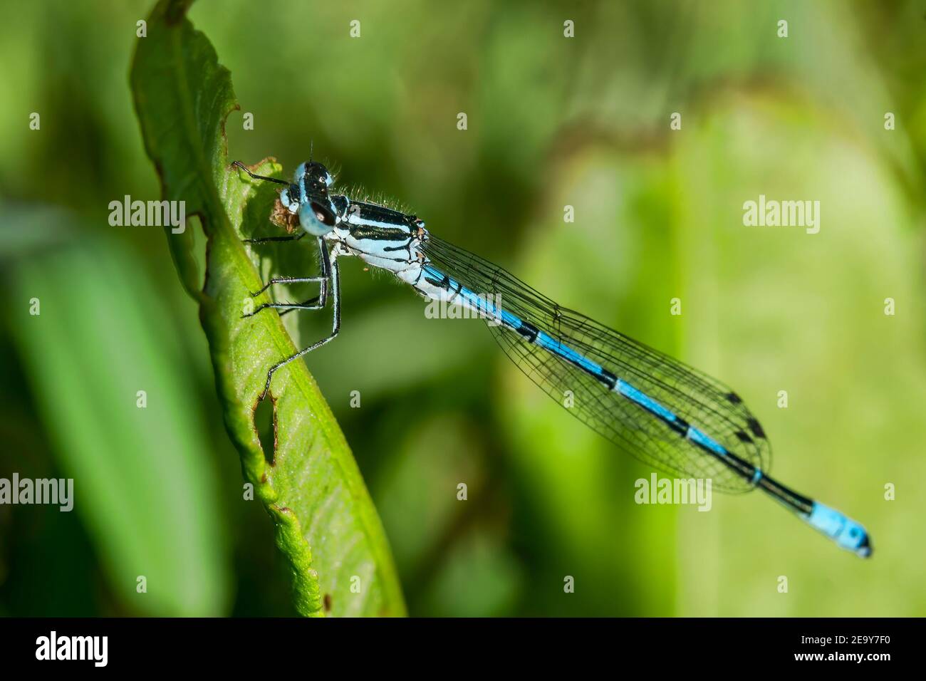 Azure Blue Dasselfly insetto che riposa su una foglia in un prato estivo primaverile una specie simile alla foto di stock di libellula Foto Stock