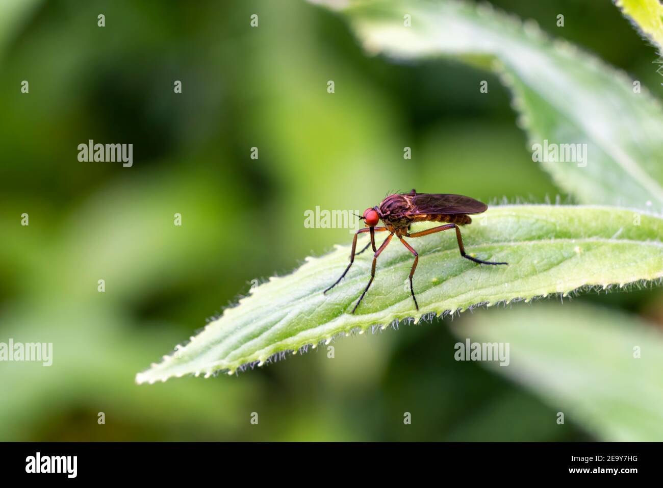 Danza Fly o pugnale volare dalla famiglia Empididae An Abbondanti specie innocue di insetti volanti trovate nel Regno Unito e. Foto d'Europa Foto Stock