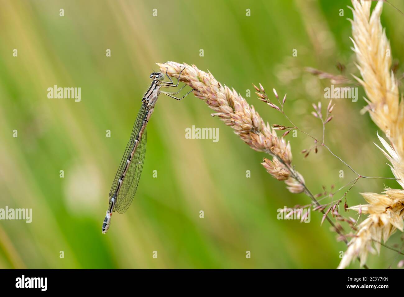 Comune Blue Damselfly, Enallagma cyathigerum una femmina immatura una comune specie di insetti volanti simile a dragonfly che riposa su un prato testa di semina Foto Stock